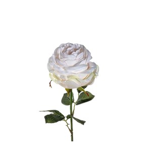 Leonardo Poesia Kwiat Róża 39 kremowy 