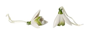 Villeroy&Boch Mini Flower Bells Przebiśnieg Set 2el.